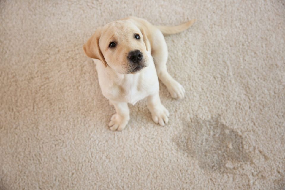 A puppy on a carpet with a paw print, representing a pet mess removal service based in Washington, DC.