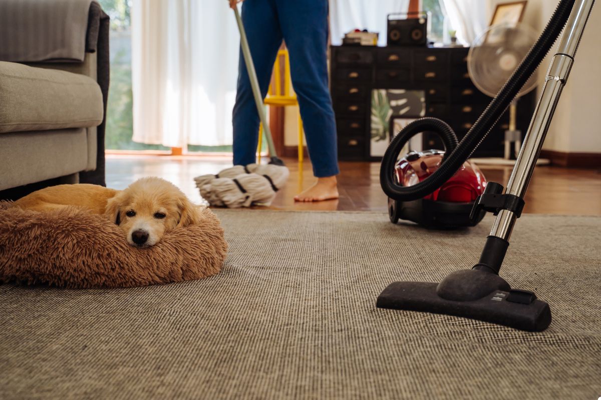 A dog resting on a bed beside a vacuum cleaner, creating a cozy and relaxed atmosphere in the room. 