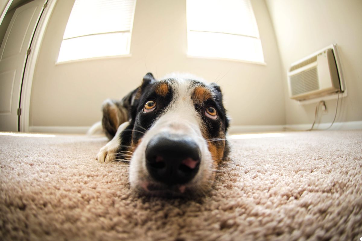 A relaxed dog lying on a carpet, basking in sunlight from a nearby window.