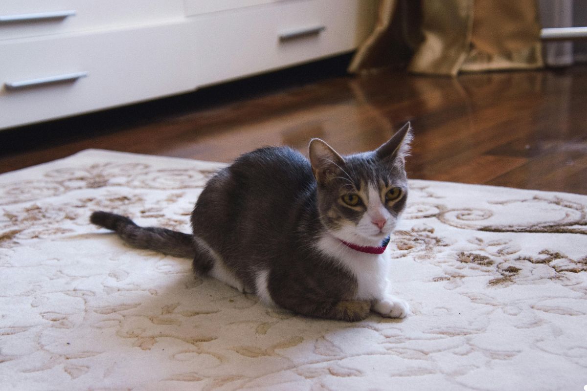 A domestic cat perched on a patterned rug in a well-lit room, creating a serene and inviting atmosphere.